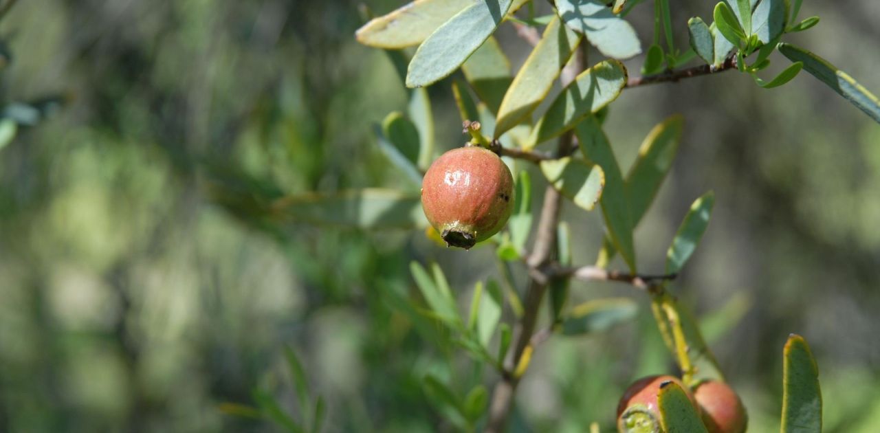 Australian Sandalwood Organic Essential Oil (Santalum Album) – A Precious Oil for Mind, Body, and Spirit