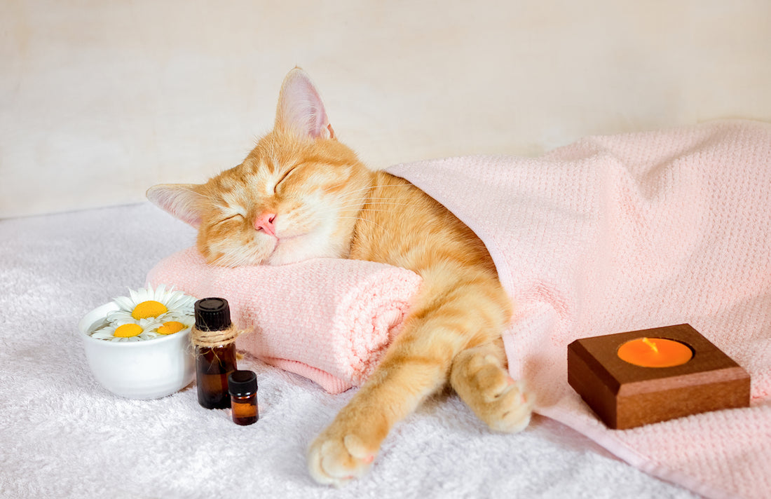 Aromatherapy for Pets: Enhancing Well-being Naturally