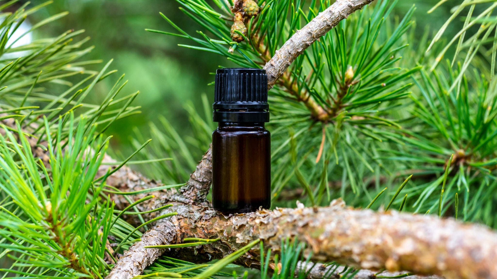 🌲 Woody Oils Collection