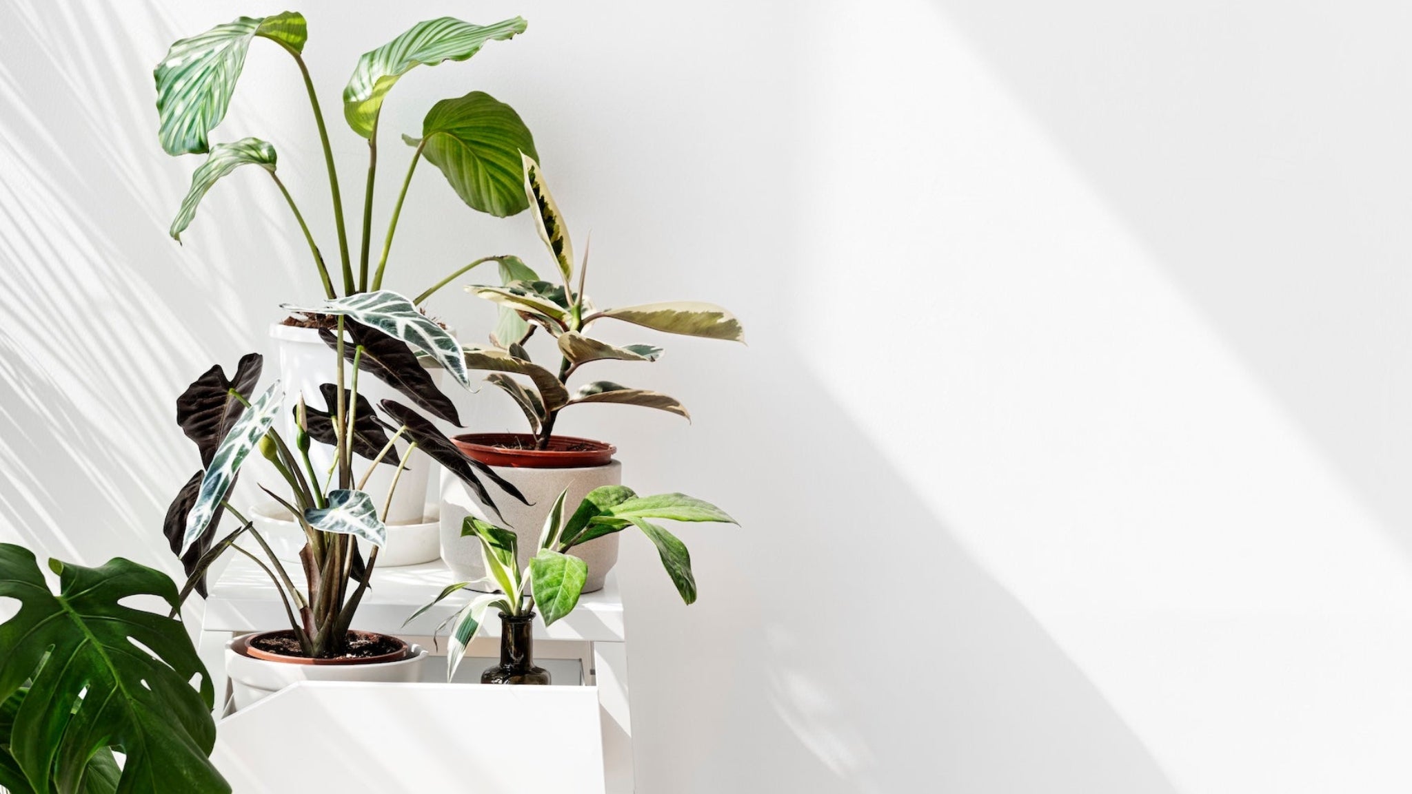🌬️ Respiratory & Air Quality Collection